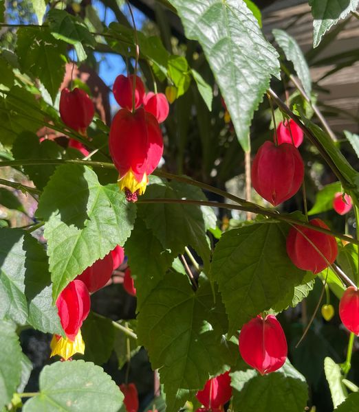 Abutilon megapotanicum 'Big Bell'